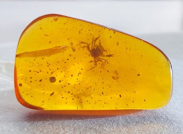 Tiny crab encased in amber reveals evolutionary march out of the ocean