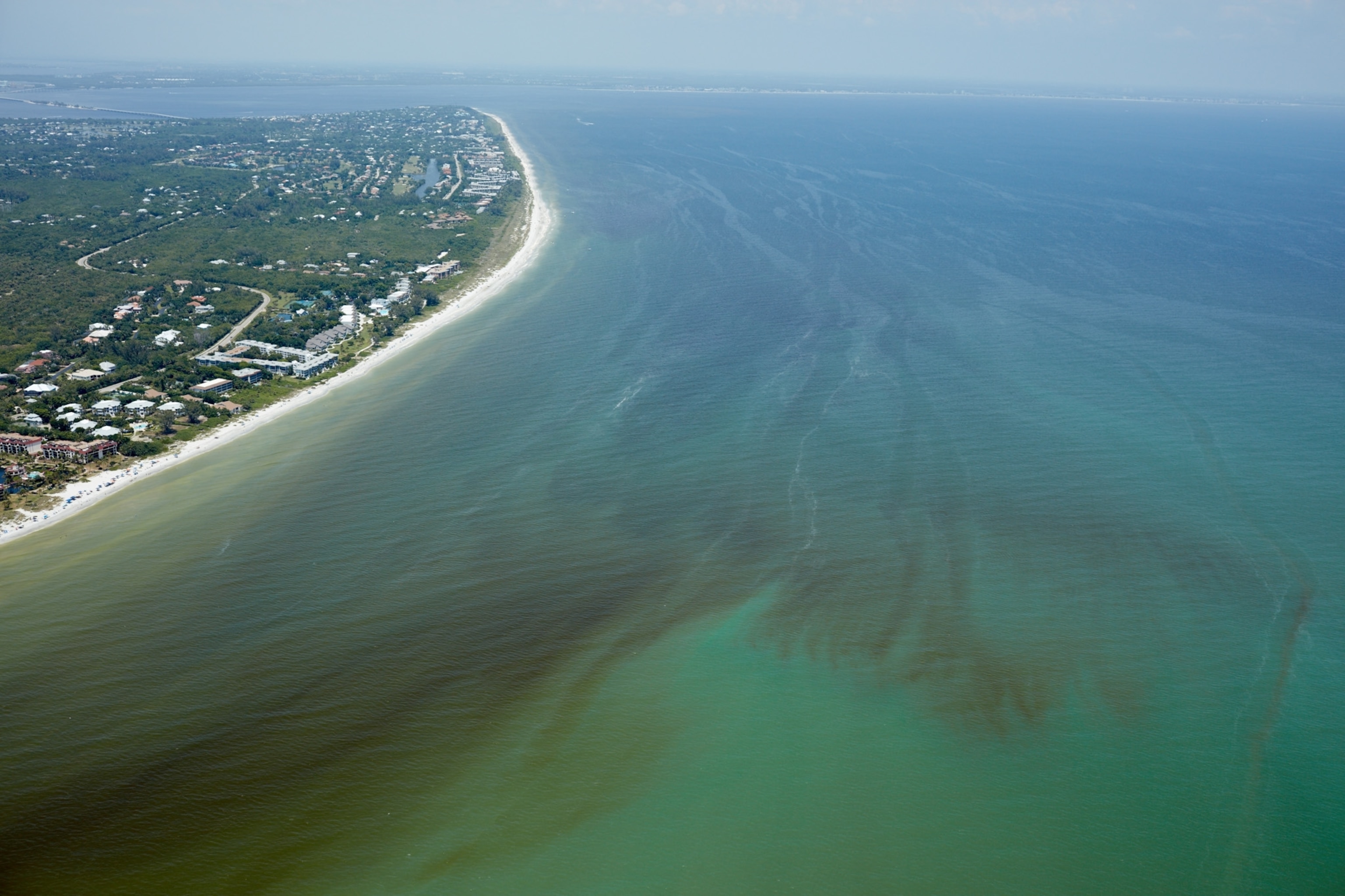 Red Tide Is Devastating Florida's Sea Life. Are Humans to Blame?