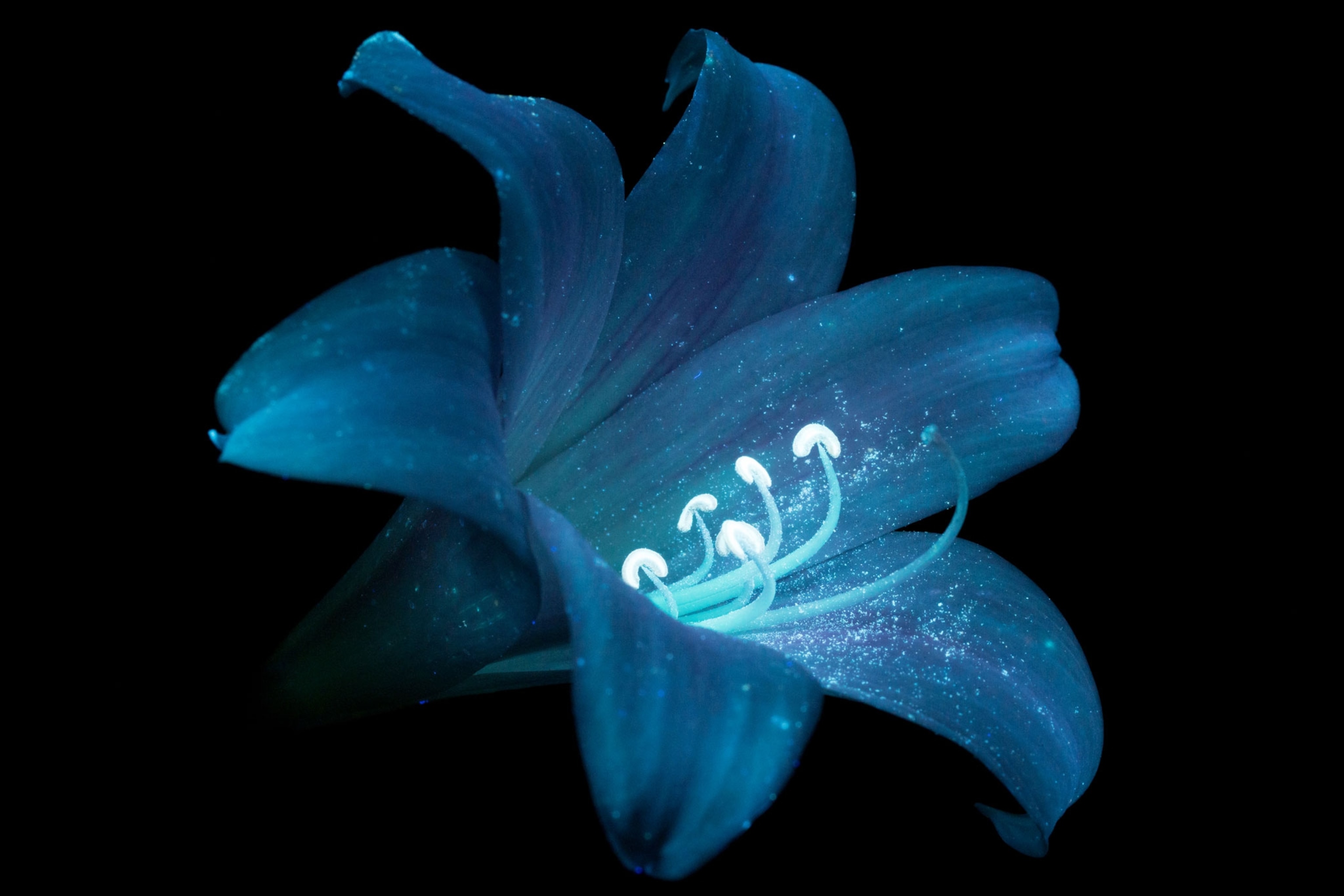 Pictures: Flowers Glow Under UV-Induced Visible Fluorescence