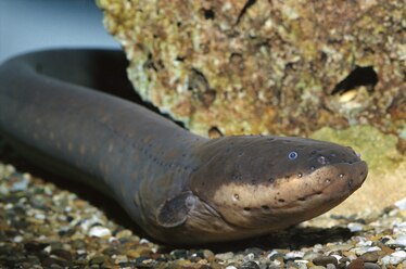 an electric eel