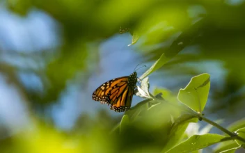 Dramatic Drop in Monarch Butterfly Count Nears Record 30-year Low