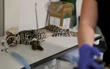 There Are Fewer Than 100 Ocelots in US–These Scientists Are Trying to Save Them