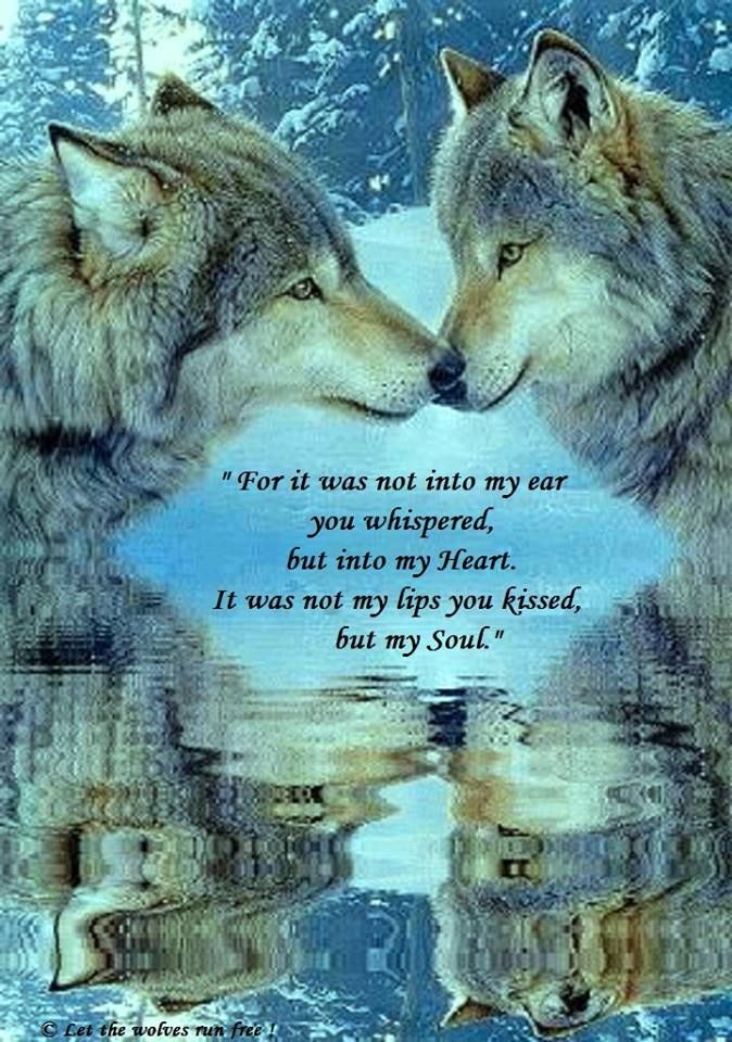 Wolf Love Quotes