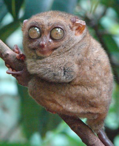 Tarsiers=fun | Funny animals, Animal pictures, Funny animal pictures