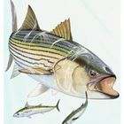 FisninMoney.com - Blog Striped Bass | Crappie |  Darren Enns