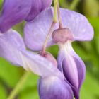 Wisteria