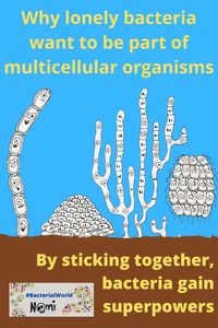 Find out why a lonely bacterium rather wants to be part of a multicellular organism too. https://sarahs-world.blog/tag/bacterial-multicellularity/