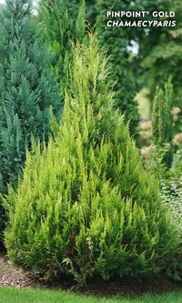 Rich, steadfast golden colored foliage ALL year! Pinpoint Gold Chamaecyparis will be a shining star in your landscape. Its tall, narrow habit can fit into any sized landscape as a stand-alone specimen planting or as part of a foundation grouping or privacy screen. This statement-making false cypress requires no pruning to maintain its narrow habit. Add this salt tolerant evergreen shrub for winter color in the landscape in zones 5-7.