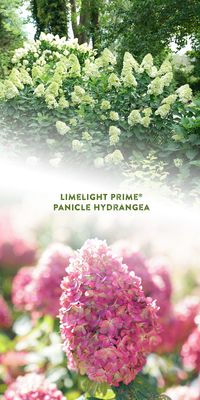 An improved, more refined Limelight with darker, healthier-looking foliage, stronger stems, and a more compact growth habit. Limelight Prime hydrangea's blooms emerge a vivid lime green and maintain that color longer, often until they transition into a bubblegum pink. The blooms eventually finish a rich, punch pink. Limelight Prime blooms much earlier than the original, for a longer display in the landscape. This is especially valuable in colder climates. Tolerates clay and salty soil.