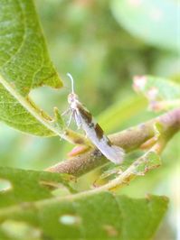 The argyresthid moth Argyresthia pygmaeella, Tullagher Bog, July 2021.