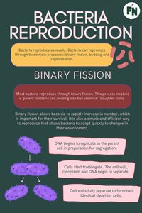 #Bacteria #Reproduction #BinaryFission #Microbiology #ScienceExploration