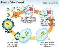 A virus can be dangerous. Learn about virus dangers and what exactly is a virus. Get informed about virus dangers at HowStuffWorks.