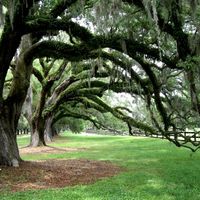 Boone Hall Plantation  - Charleston, SC