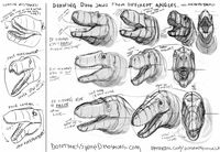 Brian Engh on Twitter: "There is a disfiguring #pathology afflicting #dinosaurs & other long-jawed animals in #paleoart: WONKY JAWS This condition is caused by artists not properly laying out perspective, getting lost in surface detail or trying to show ALL the teeth. So, I drew you up a prescription:… https://t.co/B6sq1sHqdu"