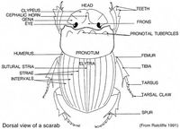 Generic Guide to New World Scarab Beetles - Morphology