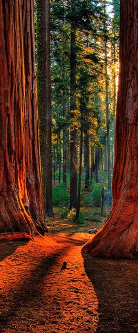 Sequoia National Park, California, USA