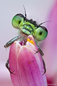 Dragonflies and Damselflies | Colin Hutton Photography