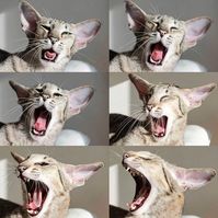 14 Things You Didn't Know About Oriental Shorthair Cats | PetPress