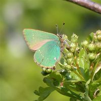 Green hairstreak butterfly, Callophrys rubi, Tullaher Bog Co. Clare, April 2021.