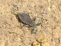 Water scorpion, Nepa cinerea, Bouleevin, May 2021.