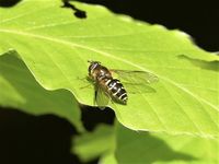 The hoverfly Dasysyrphus venustus, Dillon's Wood, May 2021.