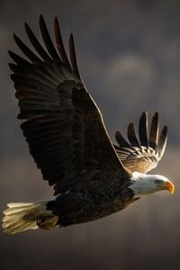 Sacred Eagle represents courage, wisdom. It is the messenger to the Creator.