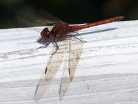 Male common darter dragonfly, Lough Melvin, Co. Leitrim, August 2016.