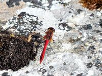 Ruddy darter dragonfly, Rinroe Pond, July 2019.