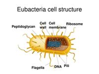 Microbiology, Bacteria structure, types, Gram positive bacteria and Gram negative bacteria