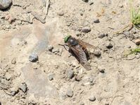 Slender-horned horsefly, Hybomitra montana, Tullagher bog, June 2021.