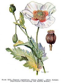 Papaver somniferum - Opium Poppy