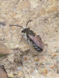 The solitary bee Andrena Wilkella, Grave of the Yellow Men, June 2021.