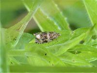 The tortrix moth Celypha lacunana, Tullagher Bog, July 2021.