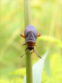 The mirid bug Capsus ater (brown pronotum form), Ballard townland, June 2021.