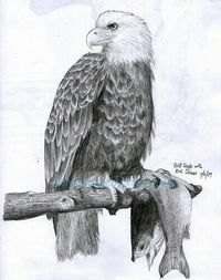 Eagle