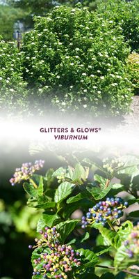 Seeing beautiful blue berries in your fall garden has never been easier. Glitter & Glows viburnum combines 'All That Glitters' and 'All That Glows' viburnums into a single pot so you don't have to source a pollinator. Super glossy foliage gives them a handsome presence in the landscape. Early summer brings hundreds of white flower clusters, which are followed by shiny blue fruit in fall. Being smaller than most viburnums increases their versatility. Native to North America and deer-resistant.