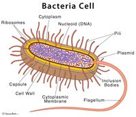 Bacteria: Definition & Characteristics With Examples & Diagram