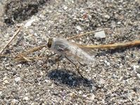 Coastal silver stiletto fly, Acrosathe annulata, Bishopsquarter, July 2021.