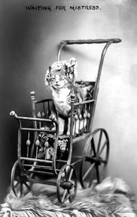 Cat wearing bonnet seated in stroller. Created / Published c1908. Waiting for Mistress. Photograph. Retrieved from the Library of Congress, <www.loc.gov/item/89708776/>.