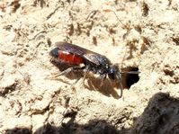 Dark-winged blood bee, Sphecodes gibbus, Ballymaley, May 2020.