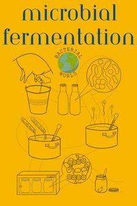 Microbial fermentation is a metabolic process used by microbes and some bacteria. Through this pathway, they transform substances into energy and various products. They break down energy-rich substances, often sugars like glucose, to create energy. When they have plenty of their favourite substrates and thus energy available, they store excess energy in smaller substrates to save them for later. #BacterialWorld