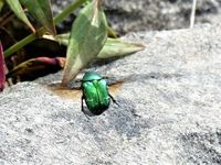 Rose chafer, Cetonia aurata, in flight, Bunakippaun Wood, Attyslany, July 2021.