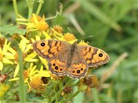 Wall butterfly, Lasiommata megera, The Fodry, August 2020.