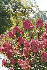 Super-early blooming, rock-solid reliability but with big, full mophead blooms. Quick Fire Fab panicle hydrangea is certainly a step up from the original! Its blooms age to blush then bright pink, then red, from the bottom up as summer progresses. Enjoy 3+ months of flowers and color in your landscape or garden. Sturdy stems keep blooms upright, and showy year round even in snowy zone 3. With its full size and vigorous growth, this shrub make a commanding specimen. Tolerates clay and salty soil.