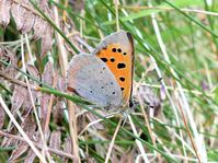 Small copper butterfly, Clooncoose, May 2021.