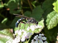 The ichneumon wasp Metopius dissectorius, Clooncoose, July 2020.