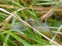 Black darter dragonfly, Doonbeg, still on the wing October 30th 2016!