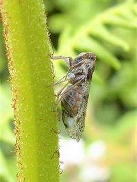 The planthopper Cixius nervosus, Ballard townland, June 2021.