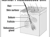 24 Pilosebaceous Unit ideas | hair science, anagen, hair growth cycle