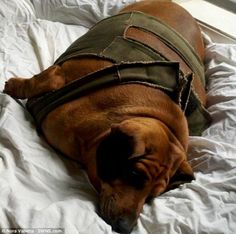 Fattest Dog in the World | the fattest dog in the world image search results Fat Dogs, Fat Loss Plan, Ways To Burn Fat, Stomach Fat, Lose 40 Pounds, Reduce Weight, Eat Right, How To Slim Down, Workout Challenge